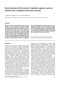 Myosin associated with the surfaces of organelles, vegetative nuclei