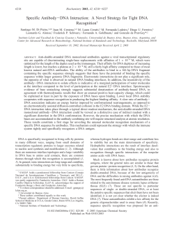 Specific Antibody−DNA Interaction: A Novel Strategy for Tight DNA