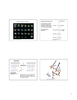 18 DNA Replication and Repair Meselson/Stahl Experiment Used