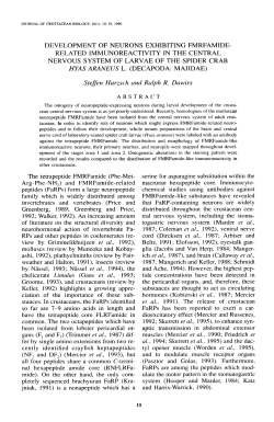 Development of Neurons Exhibiting Fmrfamide