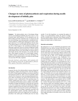Changes in rates of photosynthesis and respiration during needle