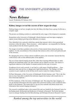 Kidney images reveal the secrets of how organ develops