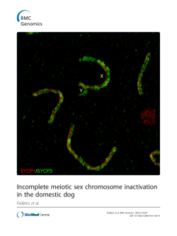 Incomplete meiotic sex chromosome inactivation in the domestic