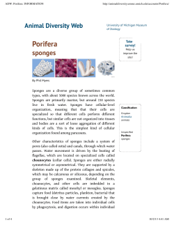 ADW: Porifera: INFORMATION - American Journal of Science