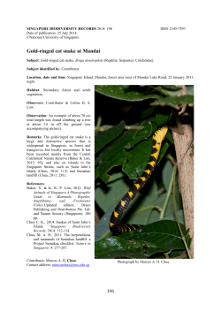 Gold-ringed cat snake at Mandai