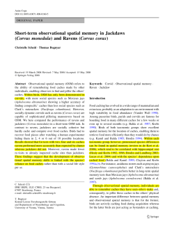 Short-term observational spatial memory in Jackdaws (Corvus