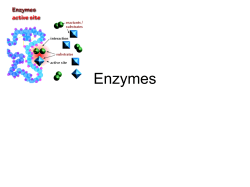 Enzymes - Rocoscience