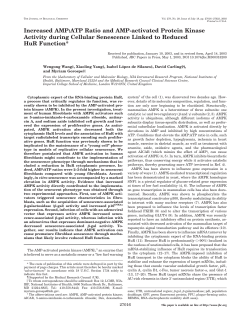 Increased AMP:ATP Ratio and AMP-activated Protein Kinase Activity