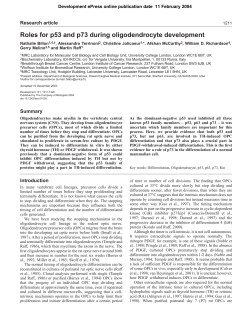 Roles for p53 and p73 during oligodendrocyte development