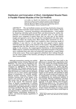 Distribution and Innervation of Short, lnterdigitated Muscle Fibers in