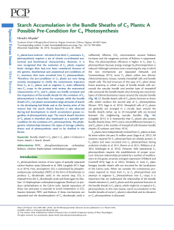 Starch Accumulation in the Bundle Sheaths of C3
