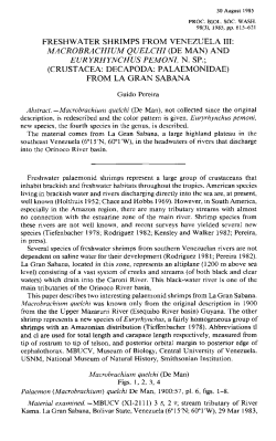 FRESHWATER SHRIMPS FROM VENEZUELA III