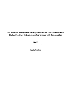 Sea Anemone Anthopleura xanthogrammica with