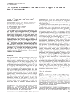 Oct4 expression in adult human stem cells