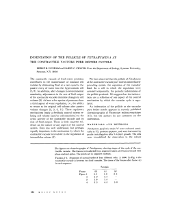 indentation of the pellicle of tetrahymena at the contractile vacuole