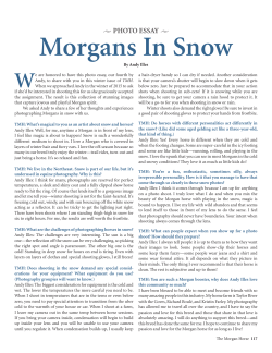 Morgans in Snow (Andy Illes)