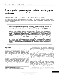 Entry of porcine reproductive and respiratory syndrome virus into