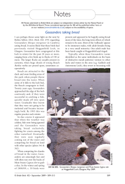 Goosanders taking bread