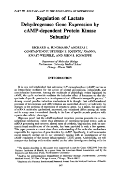 Regulation of Lactate Dehydrogenase Gene Expression by CAMP