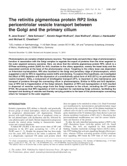 The retinitis pigmentosa protein RP2 links pericentriolar vesicle