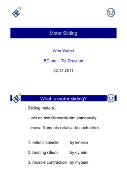 motor sliding - MPI-CBG