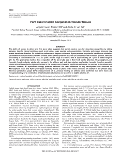 Plant cues for aphid navigation in vascular tissues