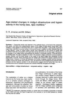 Age-related changes in midgut ultrastructure and trypsin