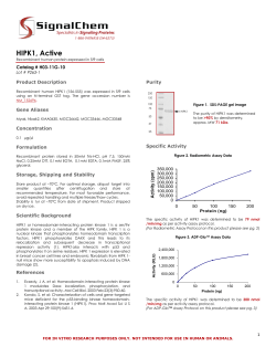 HIPK1 Kinase Datasheet Lot P263-1