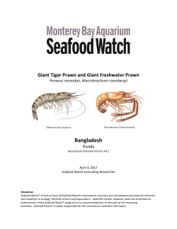 Giant Tiger Prawn and Giant Freshwater Prawn