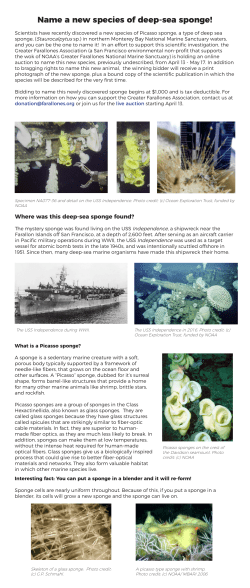 Name a new species of deep-sea sponge!