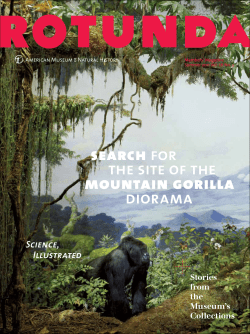 SEARCH for the site of the MOUNTAIN GORILLA diorama