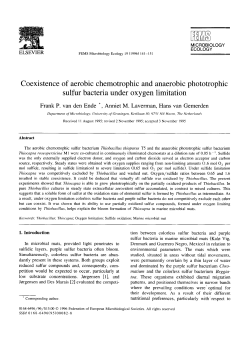 Coexistence of aerobic chemotrophic and anaerobic phototrophic