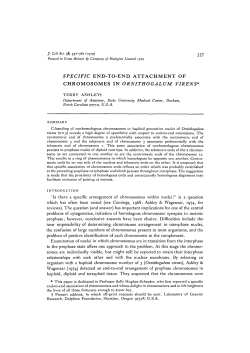 specific end-to-end attachment of chromosomes in ornithogalum