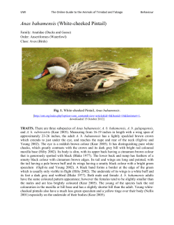 Anas bahamensis (White-cheeked Pintail)