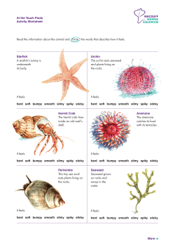 Activity Sheet - Macduff Marine Aquarium