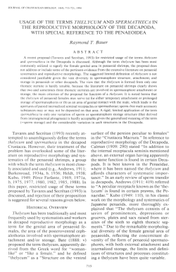 usage of the terms thelycum and spermatheca