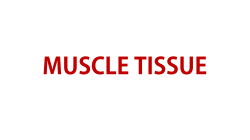 Muscle Tissue
