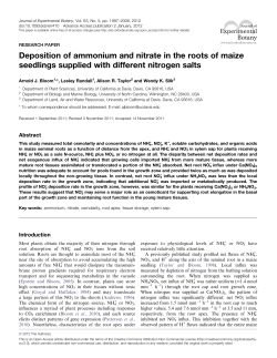 Deposition of ammonium and nitrate in the roots of maize seedlings