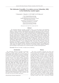 The Saltwater Crocodile, Crocodylus porosus Schneider, 1801,in