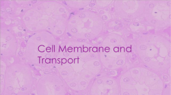 Cell Membrane and Transport