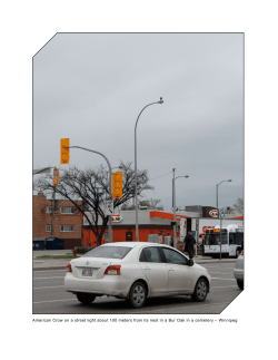 American Crow on a street light about 100 meters from its nest in a