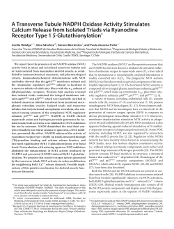 A Transverse Tubule NADPH Oxidase Activity Stimulates Calcium