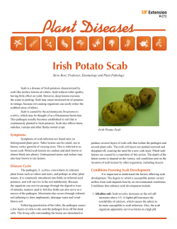 Plant Diseases Irish Potato Scab - University of Tennessee Extension