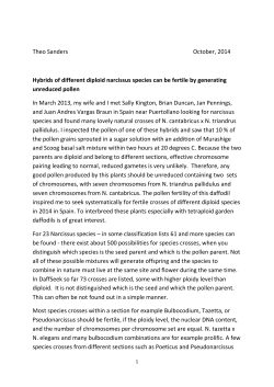 Hybrids of different diploid narcissus species can be fertile by