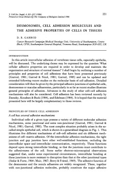 desmosomes, cell adhesion molecules