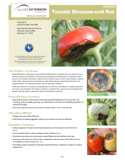 Tomato Blossom End Rot