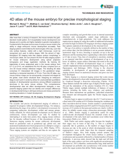 4D atlas of the mouse embryo for precise