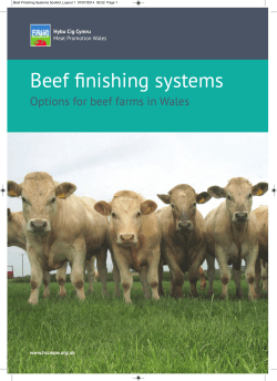 Beef finishing systems