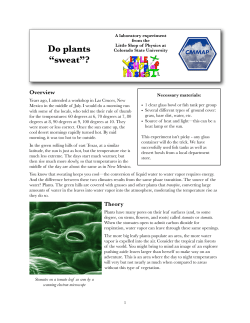 Do plants “sweat”?