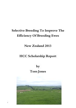 Selective Breeding To Improve The Efficiency Of Breeding Ewes